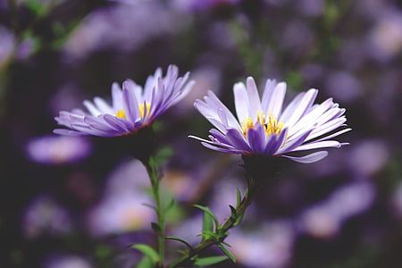 selective focus photography of purple petaled flowers in bloom