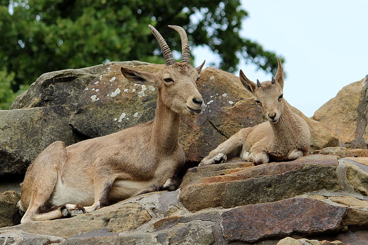 two goats on rock