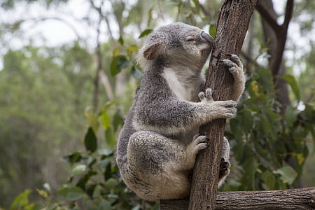 Koala on brown tree