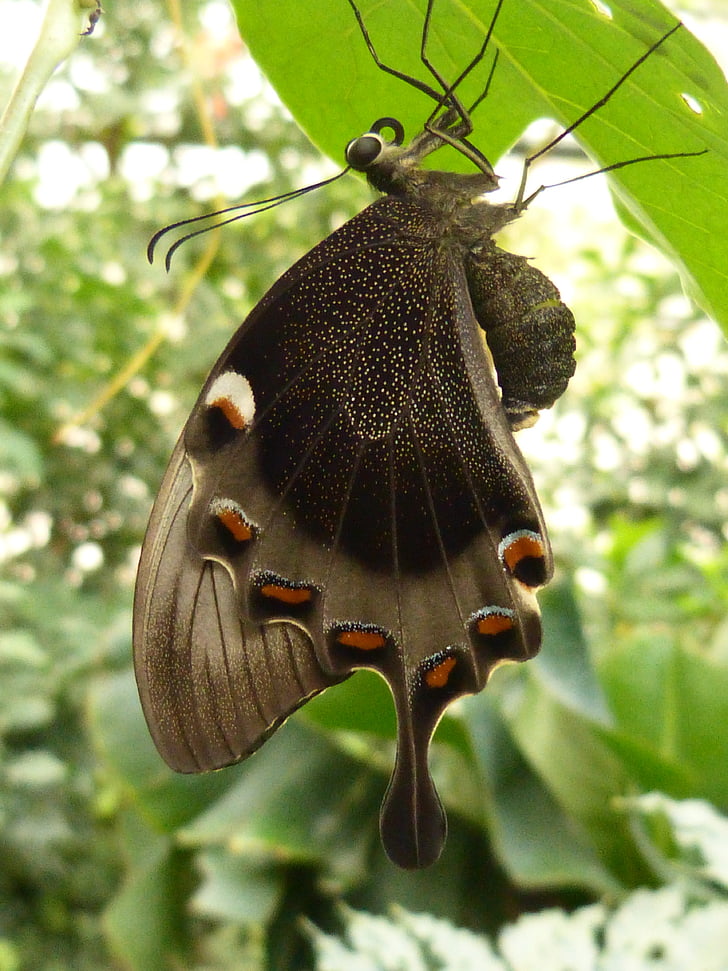 butterfly hanging on leaf