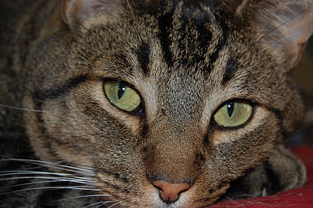 adult brown tabby cat's face