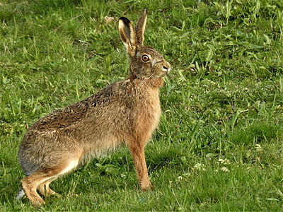 brown hare on green grass field