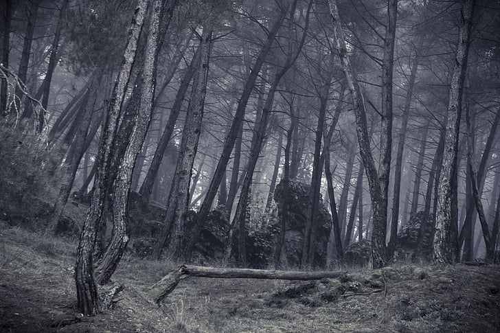 forest in grayscale photography