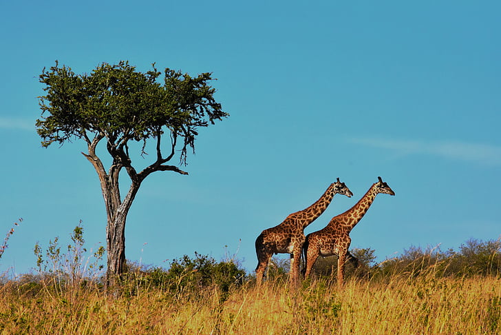 two giraffes near tree