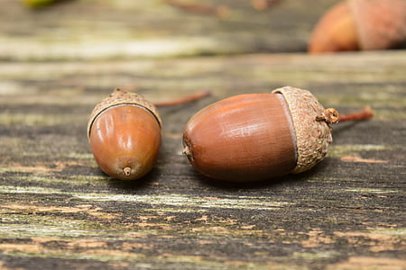 shallow focus photography of two nuts