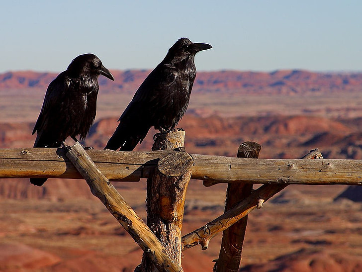 two black crows perched on brown wooden fence at daytime