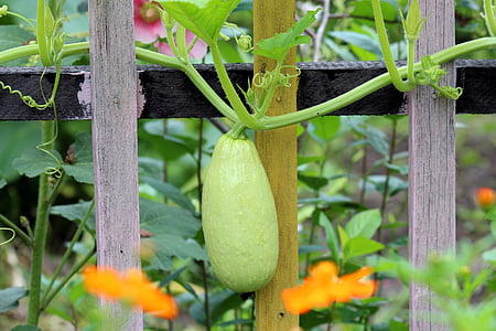 selective focus photography of bottle gourd