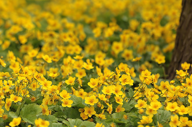 selective focus photo yellow flower field