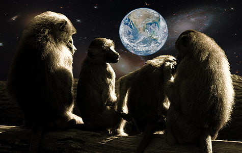four monkeys sitting while looking at the Earth