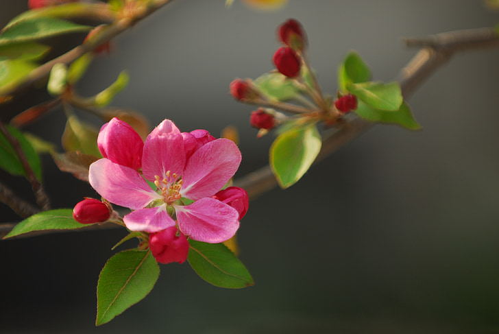 pink 5-petaled flower plant