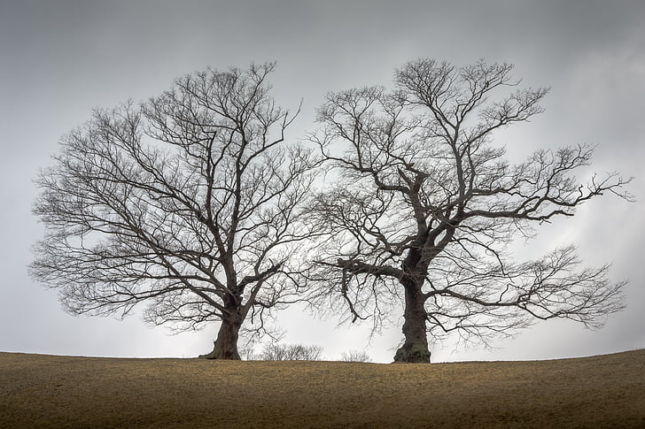 two trees on ground under clouds