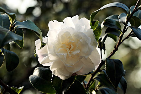 close-up photo of white Gardenia flower