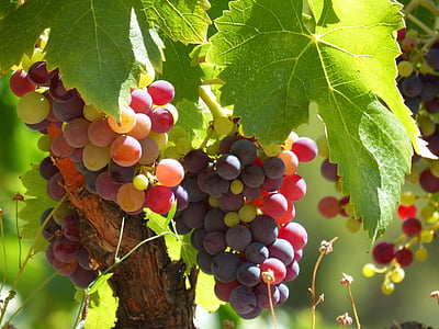shallow focus photography of grapes