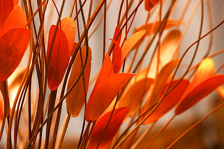 orange leaf plant
