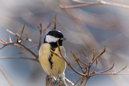 black and yellow perched on tree trunk