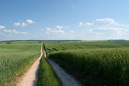 pathway between grassy fields