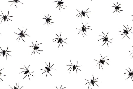 black spiders illustration