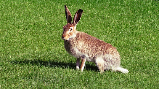 photo of brown bunny in grass field