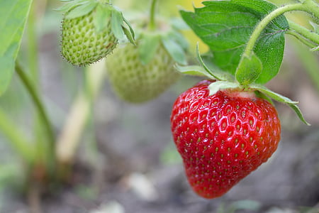 closeup photo of strawberry fruit