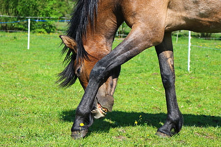 brown and black horse eating grass