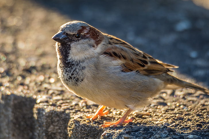 macro photo of gray and brown sparrow bird