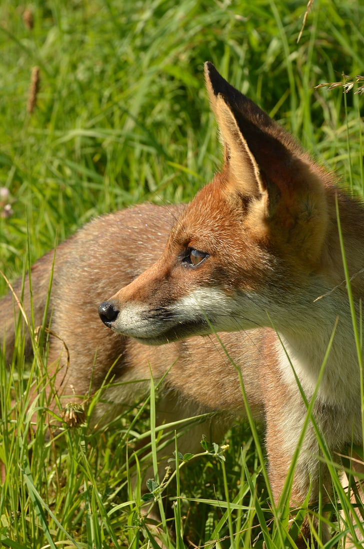 brown fox on grasses