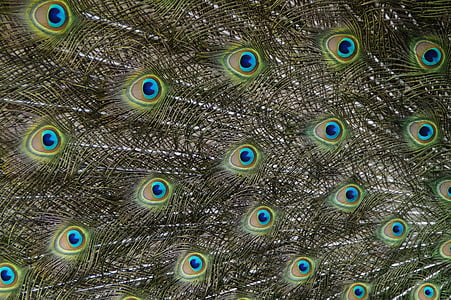 photo of peacock feather