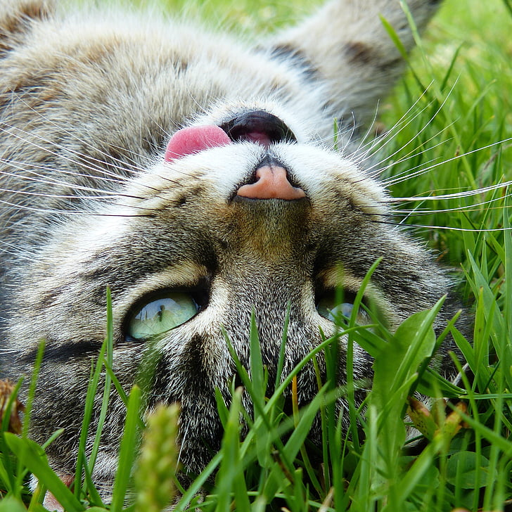 black and gray cat lying on grass