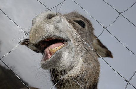 donkey, animals, nature, mouth, teeth, funny