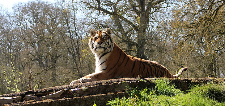 tiger sitting down on stone surrounded trees during daytime