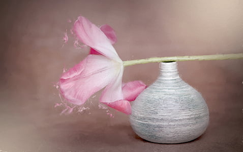 pink and white petaled flowers on gray vase