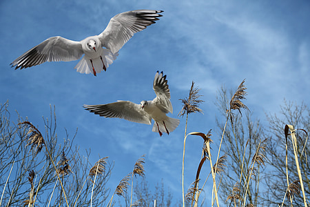 two white birds flying together