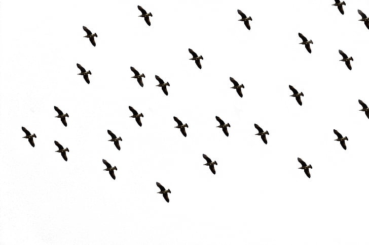 flock of bird flying midair