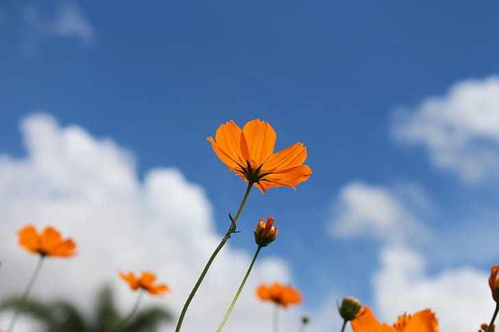 Royalty-Free photo: Closeup photography of orange cosmos flower | PickPik