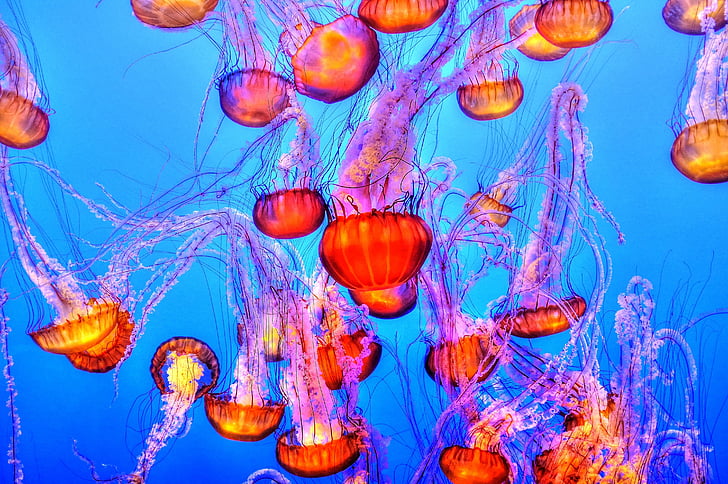 photo of orange-and-purple jellyfishes underwater