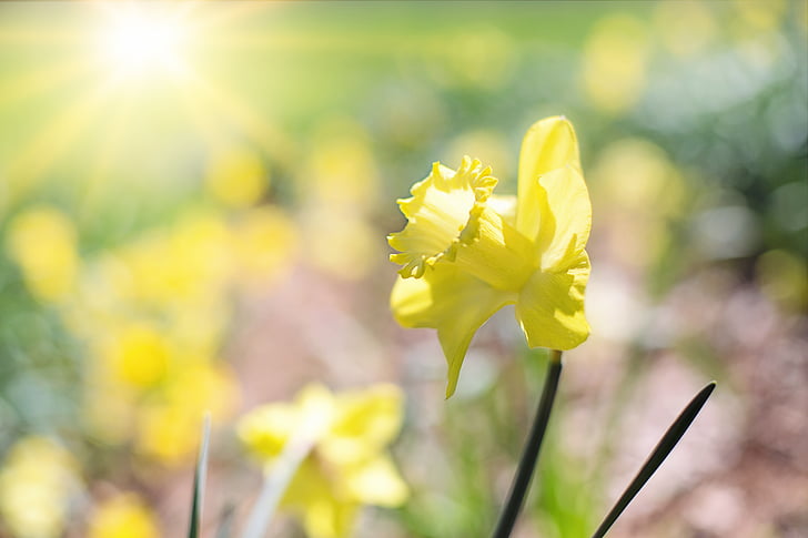 yellow daffodil flower in closeup photo