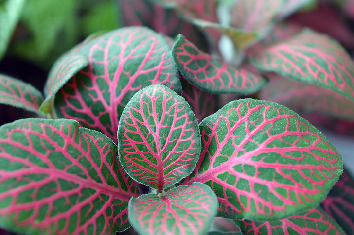 closeup of green and red leafed plant
