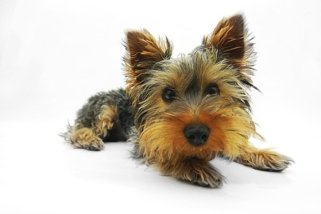 photo of black and tan Yorkshire terrier puppy prone lying on floor