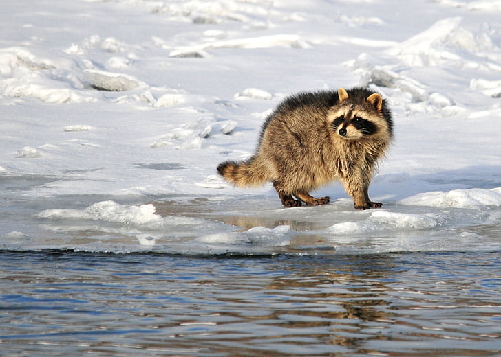 brown raccoon on snowfield
