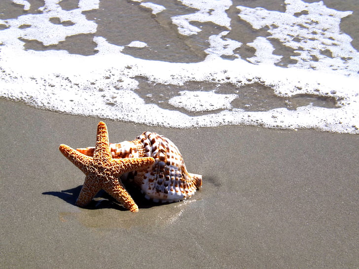 starfish and seashell near the shore