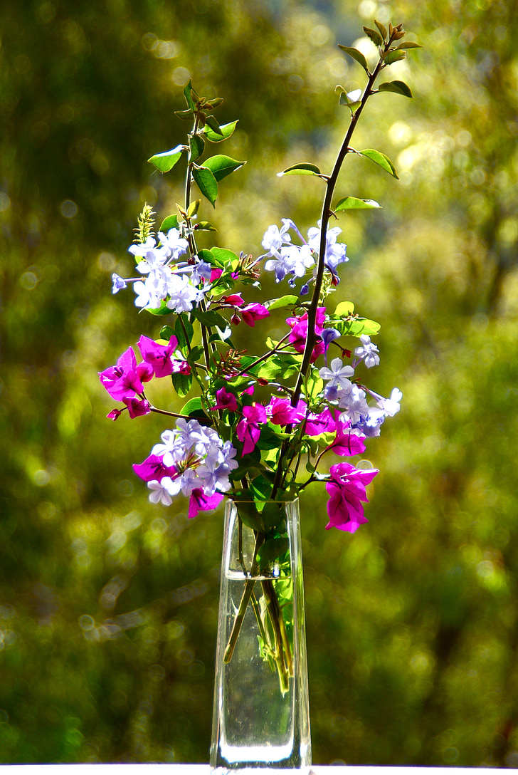 shallow focus photo of pink and purple flowers in glass vase