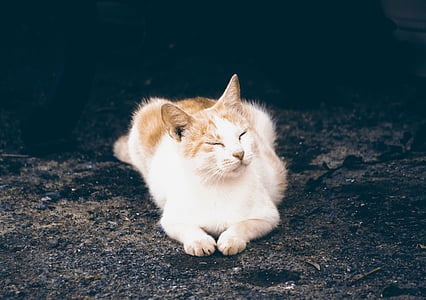 short-coated white and orange cat laying on ground