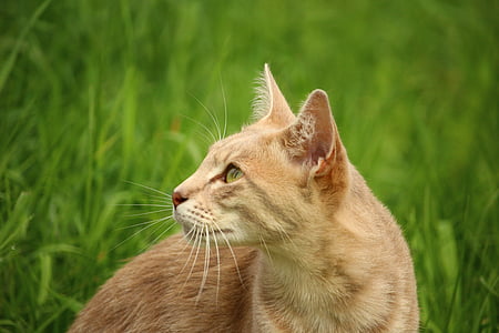 orange cat on green grass