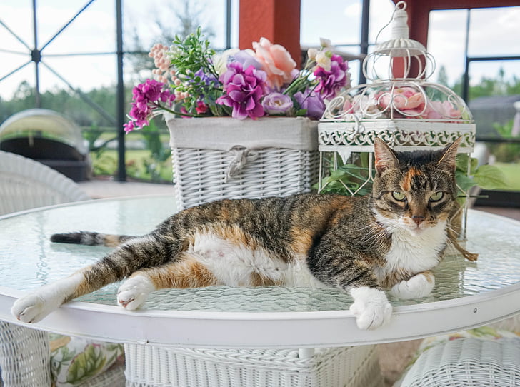 adult brown tabby cat beside basket of flowers