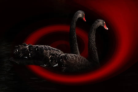 two black swan illustration