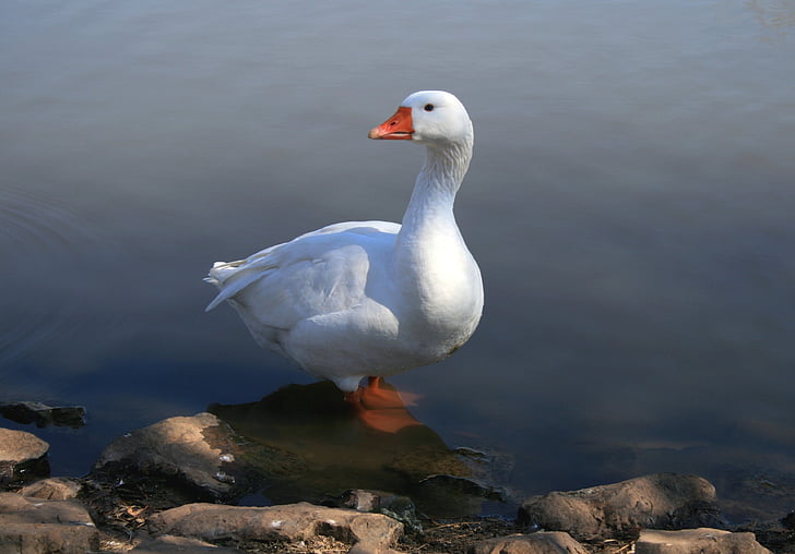 goose near body of water