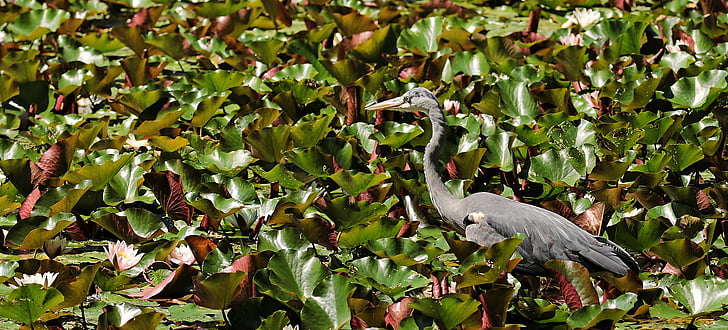gray crane on leaf