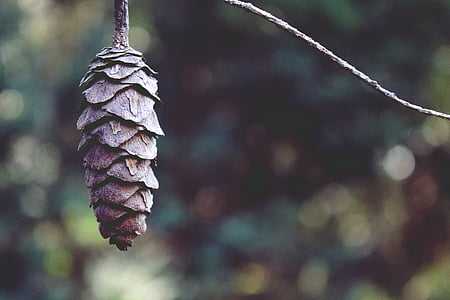 selective focus photography of brown pine cone