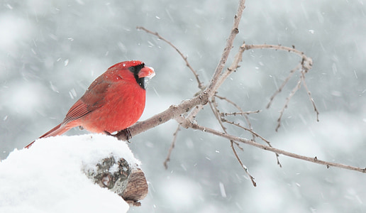 red bird on snow field