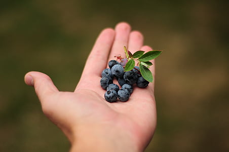 person holding blue berries